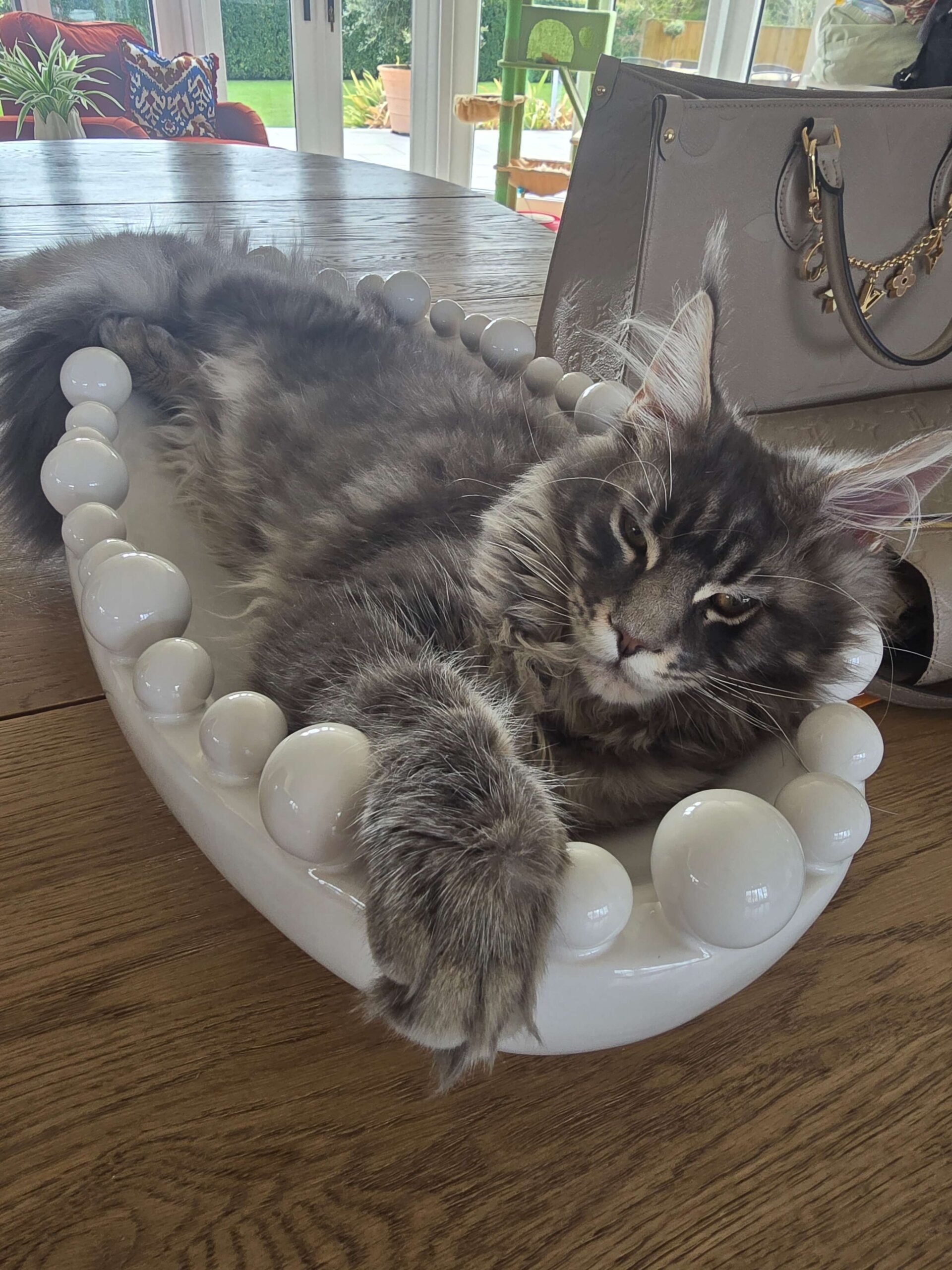 Beautiful photo of Maine Coon Cat lying in a bowl